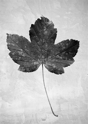  plakat i grå farver med et blad fra et ahorntræ