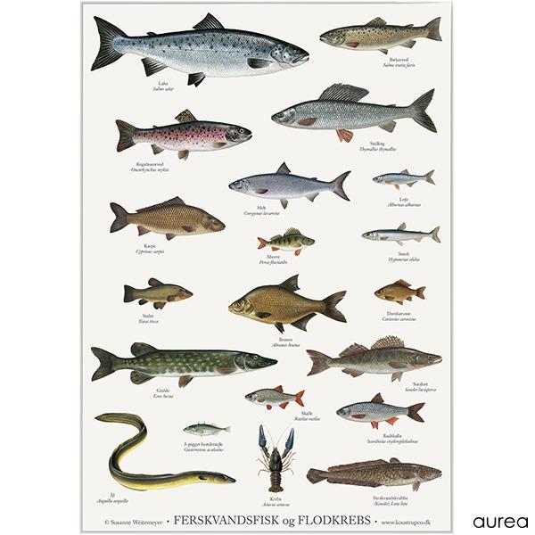 Koustrup & Co Plakat - Ferskvandsfisk og flodkrebs