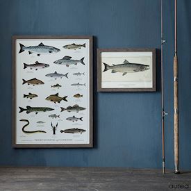 plakat med forskellige fisk