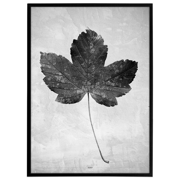  plakat i grå farver med et blad fra et ahorntræ