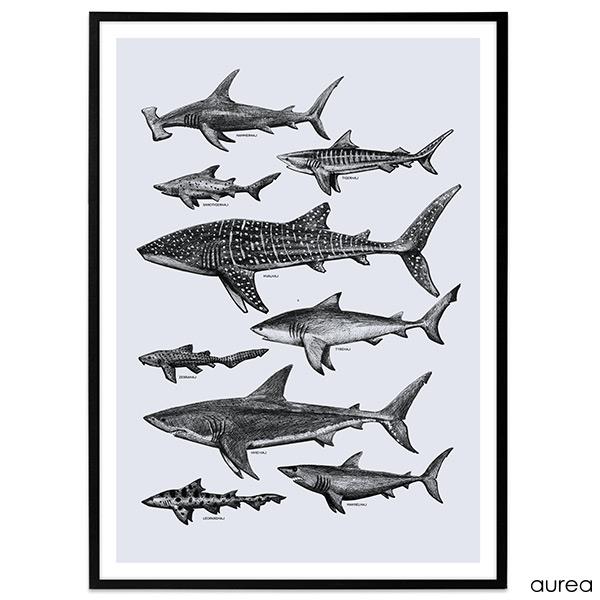 plakat med tegninger af hajer