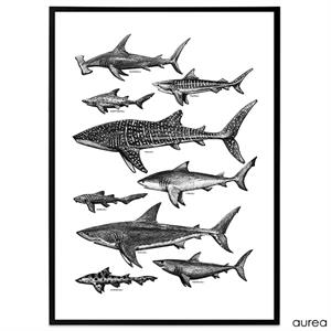 Plakat med illustration af forskellige typer hajer
