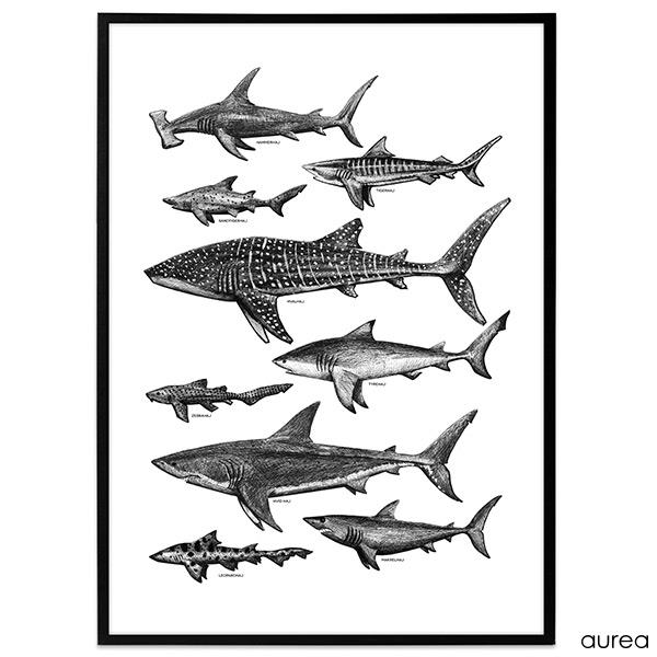 Plakat med illustration af forskellige typer hajer