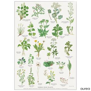 koustrup & Co plakat - Spiselige vilde planter A2