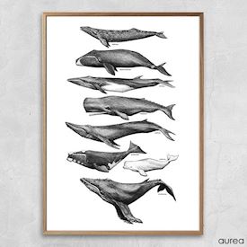 Plakat til hjemmet med hvaler